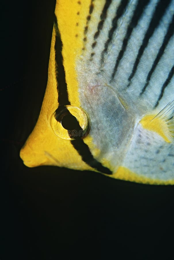 Raja Ampat Indonesia Pacific Ocean spot-tail butterflyfish (Chaetodon ocellicaudus) close-up. Raja Ampat Indonesia Pacific Ocean spot-tail butterflyfish (Chaetodon ocellicaudus) close-up