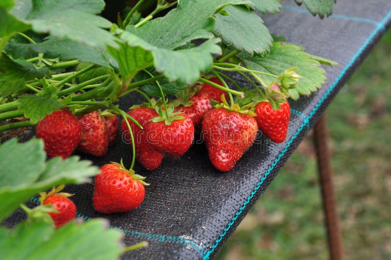 Modern strawberry farm in Italy. Industrial berry farming in a greenhouse. Red fruit closeup. Modern strawberry farm in Italy. Industrial berry farming in a greenhouse. Red fruit closeup