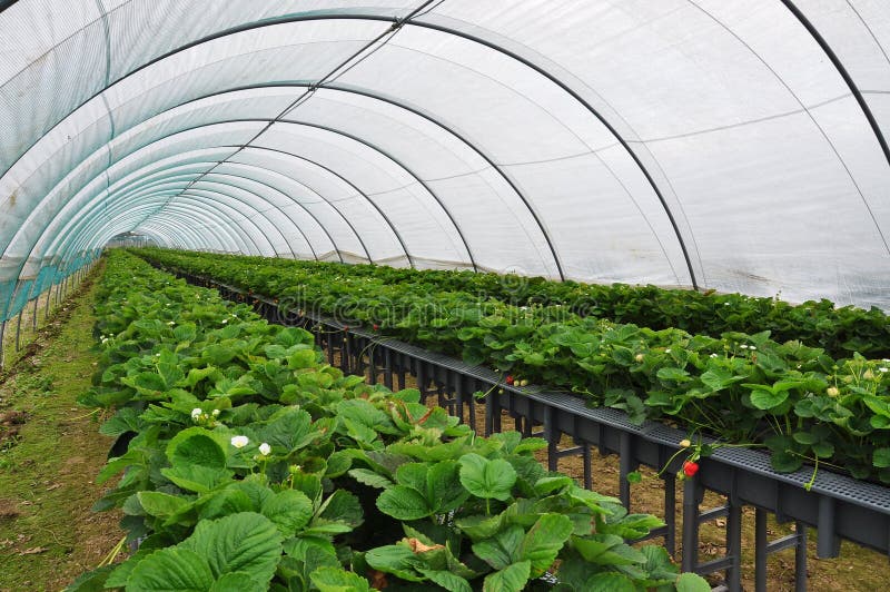 Modern strawberry farm in Italy. Industrial berry farming in a tunnel greenhouse. Modern strawberry farm in Italy. Industrial berry farming in a tunnel greenhouse.