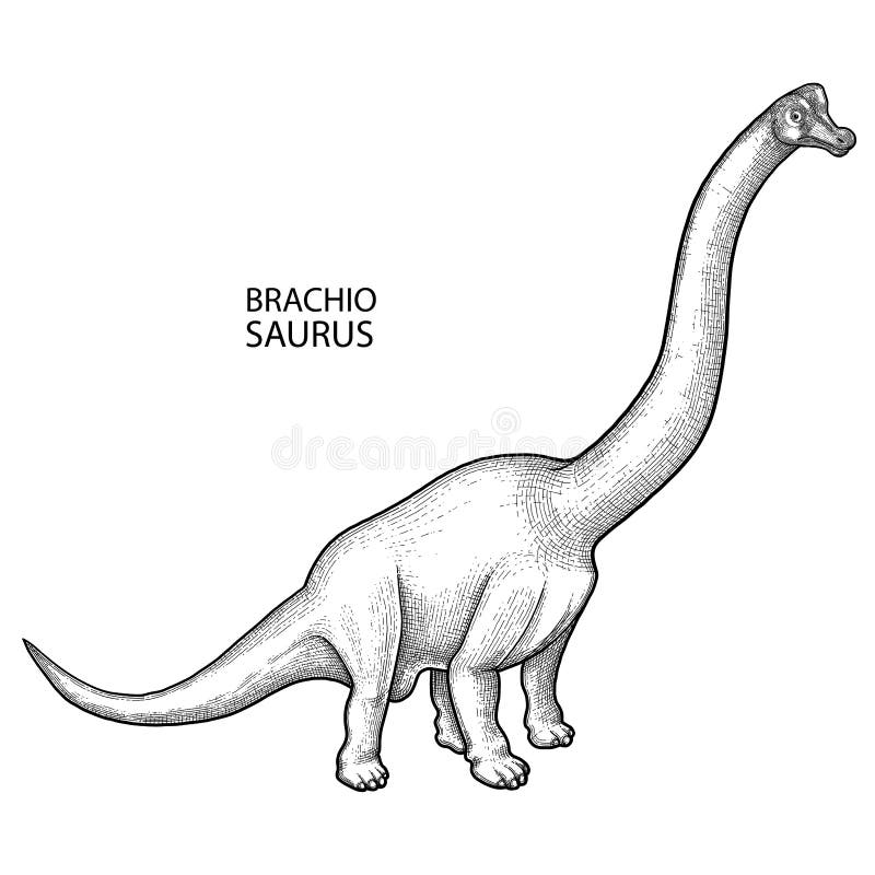 Graphic brachiosaurus. Vector dinosaur isolated on white background. Herbivore animal of the prehistoric period in engraving technique. Coloring book page design. Graphic brachiosaurus. Vector dinosaur isolated on white background. Herbivore animal of the prehistoric period in engraving technique. Coloring book page design