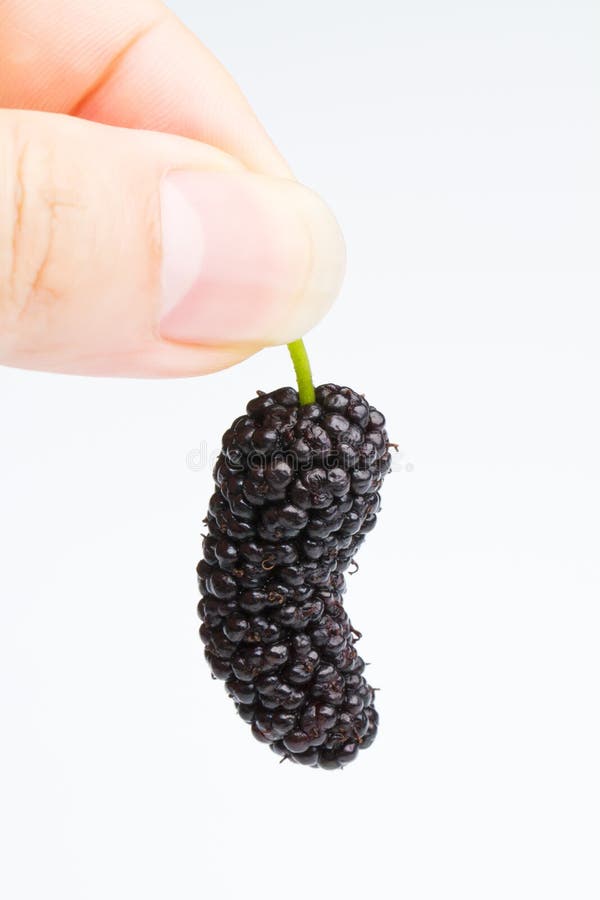 手中握着桑葚 免版税库存照片