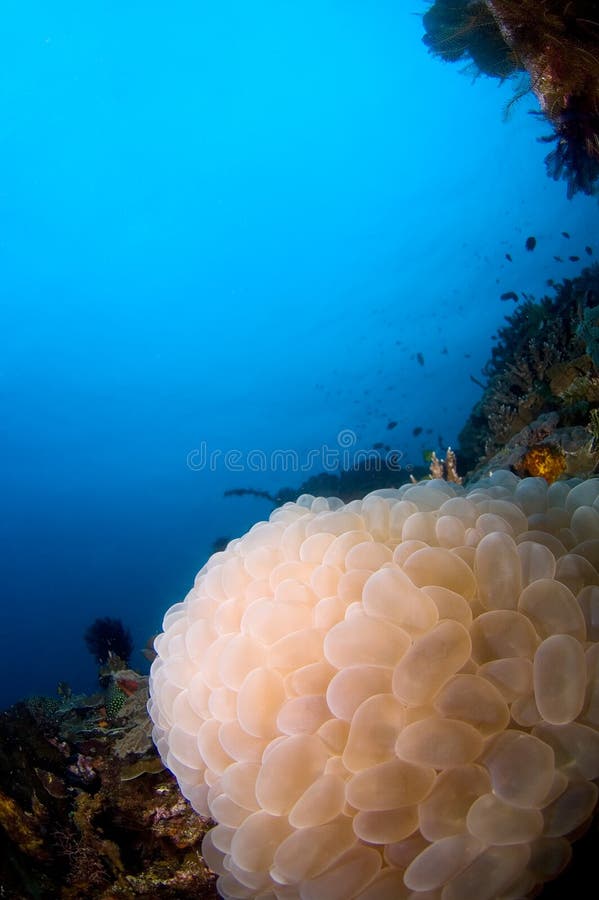 珊瑚印度尼西亚reefscape软的sulawesi 库存图片