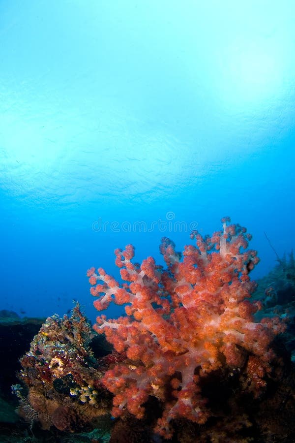珊瑚印度尼西亚reefscape软的sulawesi 免版税图库摄影