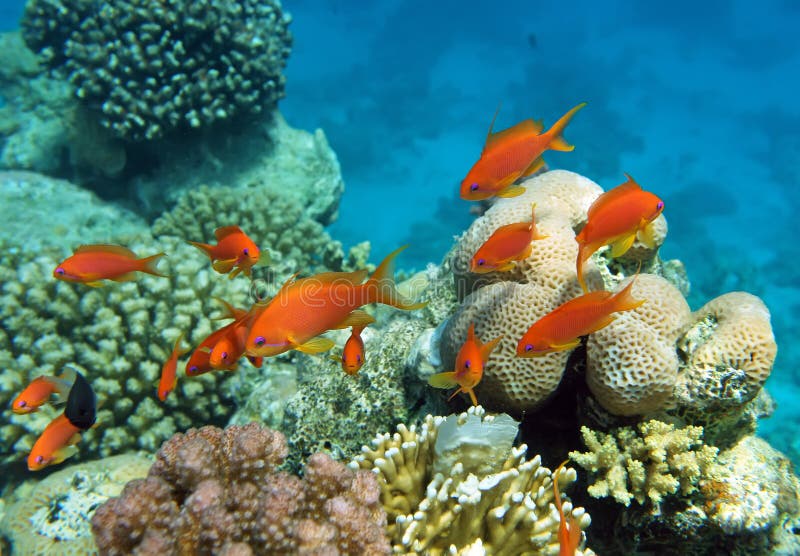 Red coral perch of the Red Sea corals. Red coral perch of the Red Sea corals