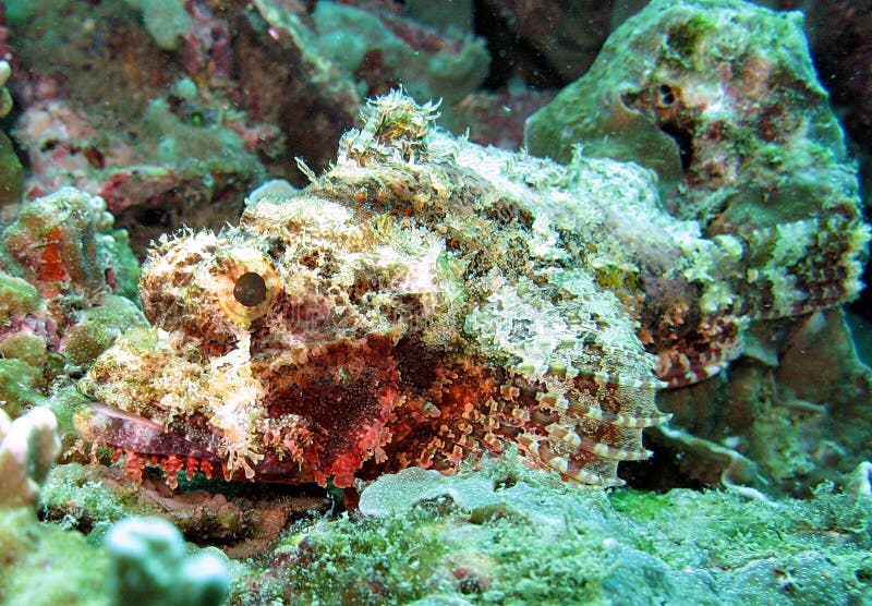 珊瑚生活礁石海运
