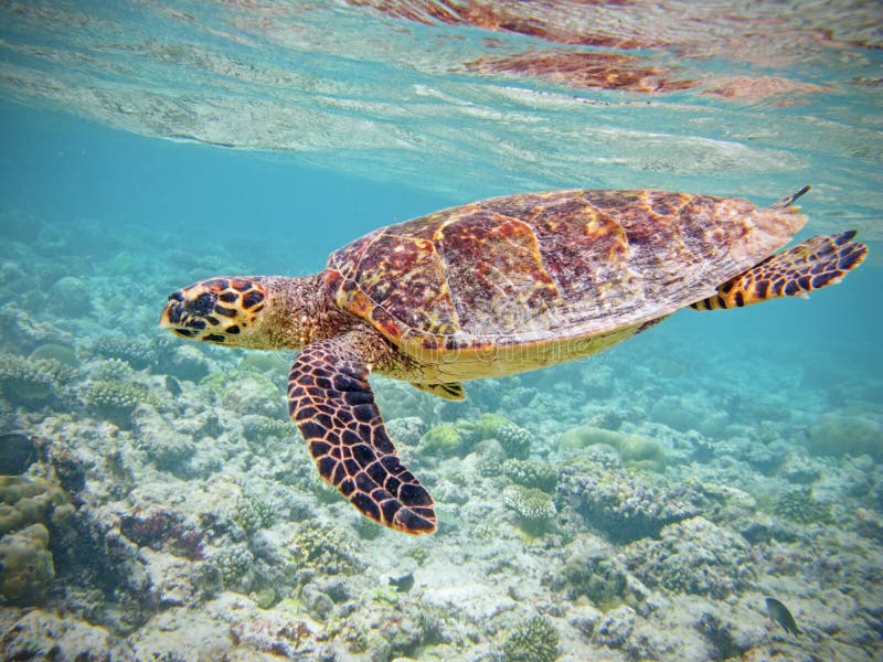 This Hawksbill Turtle lives in Maldivian coral reef, near Bathala beach. italian name: Tartaruga Embricata scientific name: Eretmochelys Imbricata english name: Hawksbill Turtle. This Hawksbill Turtle lives in Maldivian coral reef, near Bathala beach. italian name: Tartaruga Embricata scientific name: Eretmochelys Imbricata english name: Hawksbill Turtle