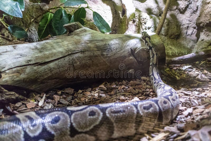 球Python，国王的Python，亦称皇家Python