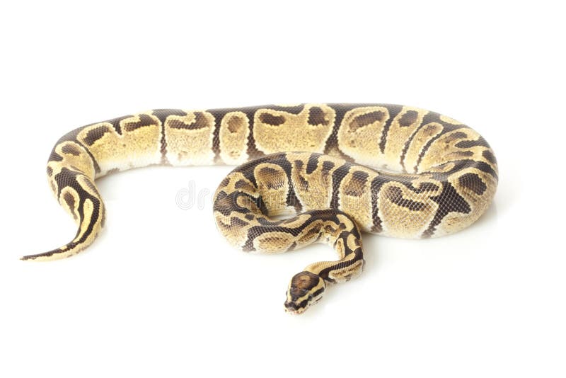 火球蟒 (Python regius) 在白色背景下隔离。