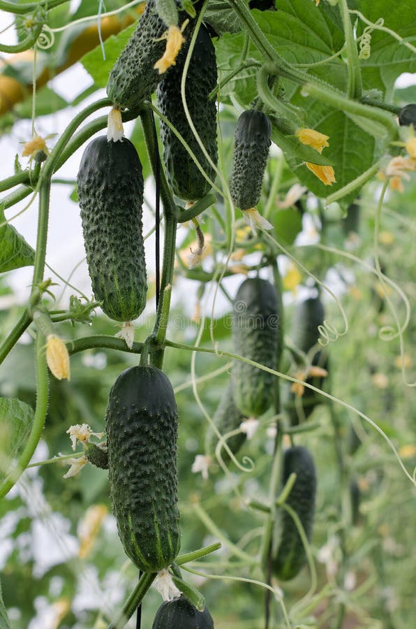 黄瓜 图库摄影