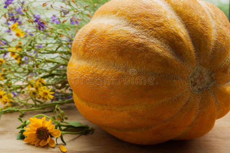 甜瓜是葫芦科植物，是大自然赋予人类健康和美丽的奇妙礼物 库存图片