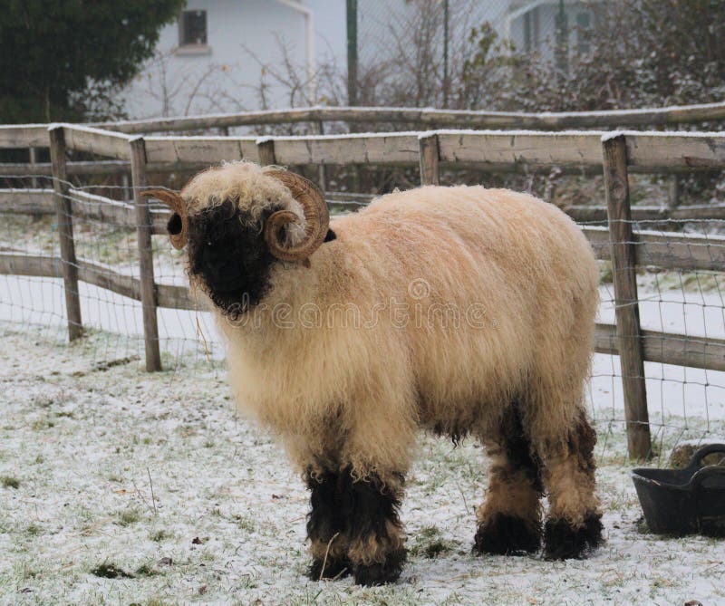 A Valais Blacknose sheep standing on snow next to a fence. A Valais Blacknose sheep standing on snow next to a fence