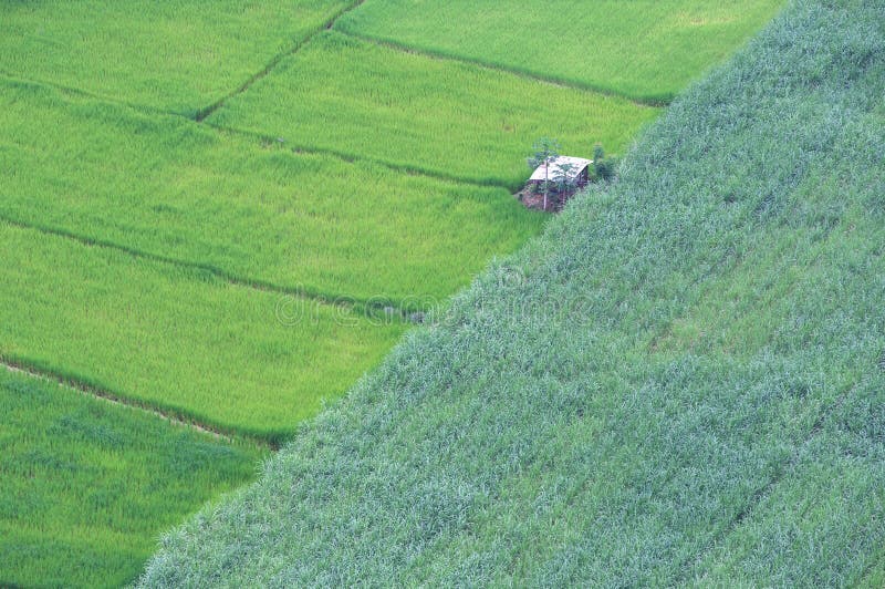 甘蔗或农业的空中或高空 农村绿色稻田种植水稻 免版税库存图片