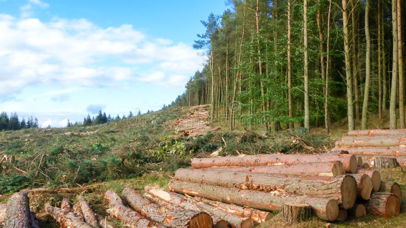 Pile of cut down trees with a tree lined living forest in the background - Life and Death Contrast. Pile of cut down trees with a tree lined living forest in the background - Life and Death Contrast