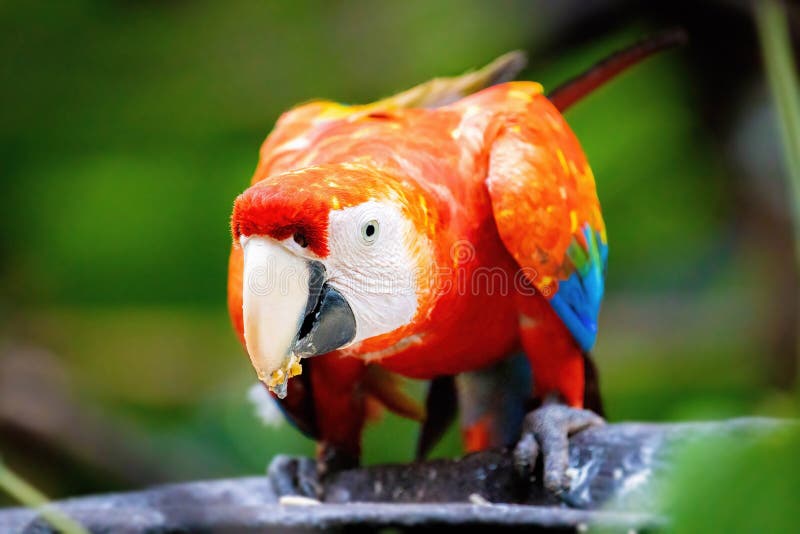 生动的特写画像，野鹦鹉卡拉红鹦鹉