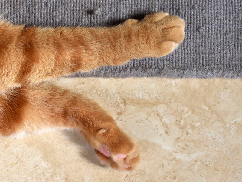清新な花剣麻網紅猫這架毛猫窩猫木一体
