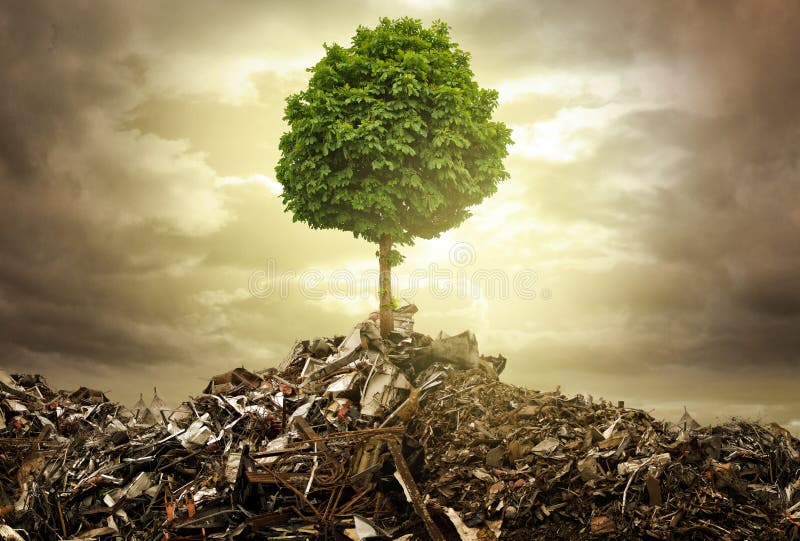A single tree survives between a lot of trash. A single tree survives between a lot of trash