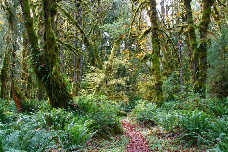 Path through the mossy trees in the olympic national park. Path through the mossy trees in the olympic national park