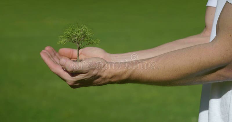 生长在手上的树