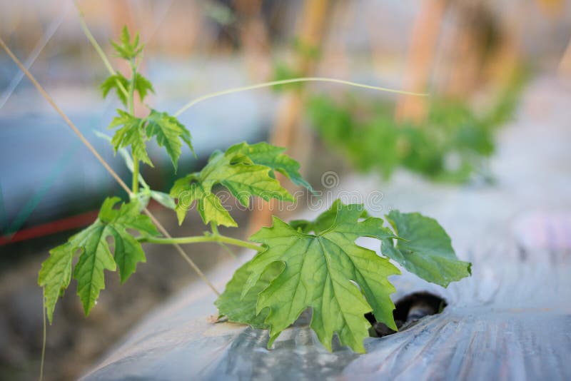 生长在领域植物农业农场的幼木苦黄瓜或苦涩金瓜 免版税库存图片