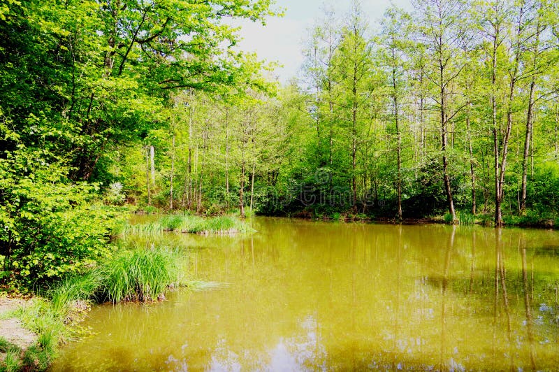 Small lake framed by trees with fresh leaves and a grass island, idyllic forest lake with cloudy water, small lake with muddy brownish water surrounded by green trees, forest lake with smooth water surface and reflection of trees in the water and grass island in the middle, lakeshore with deciduous trees, green and light brown, brown and green, nature in may,. Small lake framed by trees with fresh leaves and a grass island, idyllic forest lake with cloudy water, small lake with muddy brownish water surrounded by green trees, forest lake with smooth water surface and reflection of trees in the water and grass island in the middle, lakeshore with deciduous trees, green and light brown, brown and green, nature in may,