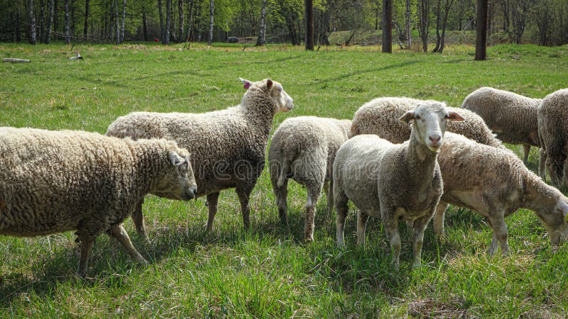 The sheeps on the field. The sheeps on the field
