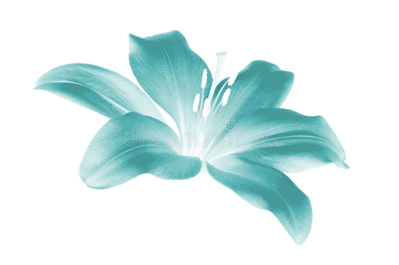 Artificially colored asian lily floating on a white background. Artificially colored asian lily floating on a white background