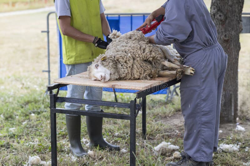A man is shearing a sheep. The sheep is laying on a table. The man is wearing a yellow vest. A man is shearing a sheep. The sheep is laying on a table. The man is wearing a yellow vest