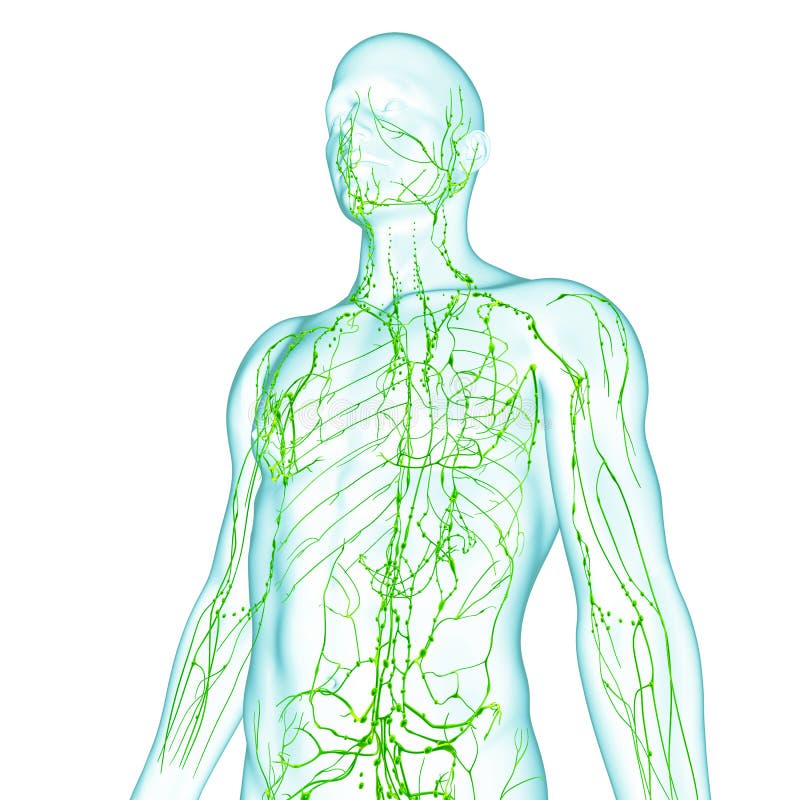 Male anatomy illustration of the Lymphatic system isolated. Male anatomy illustration of the Lymphatic system isolated