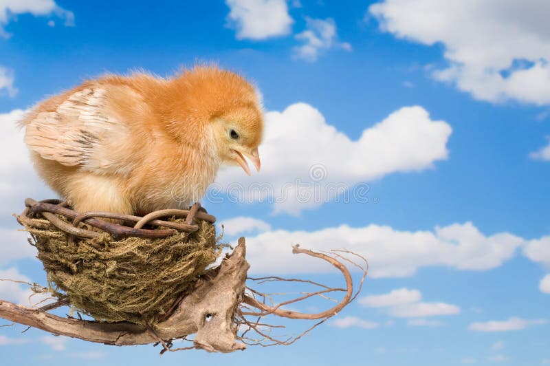 Baby Chicken Making the Decision to Leave the Nest. Baby Chicken Making the Decision to Leave the Nest