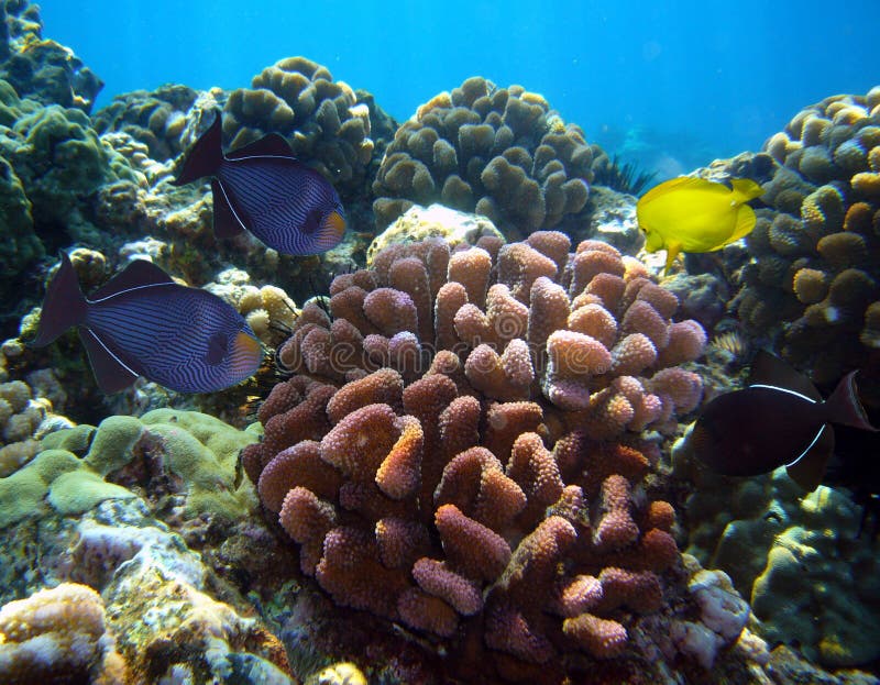 Wonderful tropical blue yellow and black fish , with a beautiful pink corral in Maui Hawaii. Wonderful tropical blue yellow and black fish , with a beautiful pink corral in Maui Hawaii