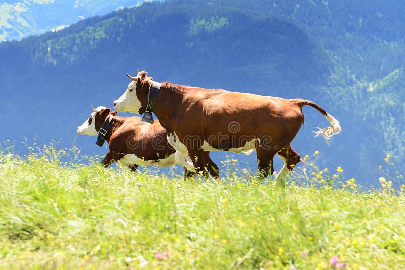 疯狂的母牛在山跳