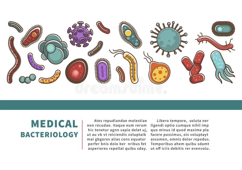 Viruses and bacteria information poster for medical healthcare infographics or bacteriology science. Vector flat design for viral disease or bacteria infection prevention and biology study. Viruses and bacteria information poster for medical healthcare infographics or bacteriology science. Vector flat design for viral disease or bacteria infection prevention and biology study