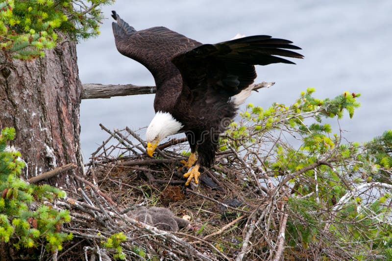Bald Eagle Arriving at the nest, with open wings. British Columbia, Canada. Bald Eagle Arriving at the nest, with open wings. British Columbia, Canada