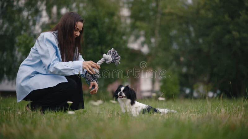 白人女主人玩日式金皮狗玩狗玩玩具. 用绳子把狗喂给女人 股票录像