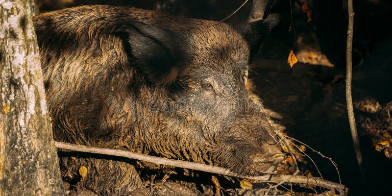 Belarus. Wild Boar Or Sus Scrofa, Also Known As The Wild Swine, Eurasian Wild Pig Resting In Mud In Autumn Forest. Wild Boar Is A Suid Native To Much Of Eurasia, North Africa, And Greater Sunda Islands. Belarus. Wild Boar Or Sus Scrofa, Also Known As The Wild Swine, Eurasian Wild Pig Resting In Mud In Autumn Forest. Wild Boar Is A Suid Native To Much Of Eurasia, North Africa, And Greater Sunda Islands