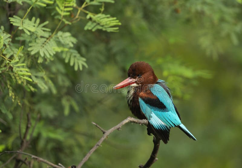 白喉翠鸟,Halcyon smyrnensis, Keoladeo National Park, Bharatpur, Rajasthan,印度 库存图片 白喉翠鸟,Halcyon smyrnensis, Keoladeo National Park, Bharatpur, Rajasthan,印度 库存图片