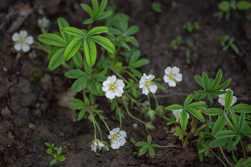白委陵菜、药用植物 库存图片
