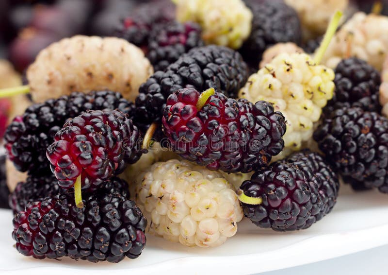 黑桑和白桑 库存图片