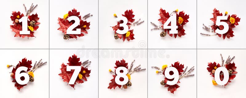 Numbers one to ten and zero with red autumn oak leaves, lavender and flowers on off white paper background. Flat lay square Fall design elements. Numbers one to ten and zero with red autumn oak leaves, lavender and flowers on off white paper background. Flat lay square Fall design elements.