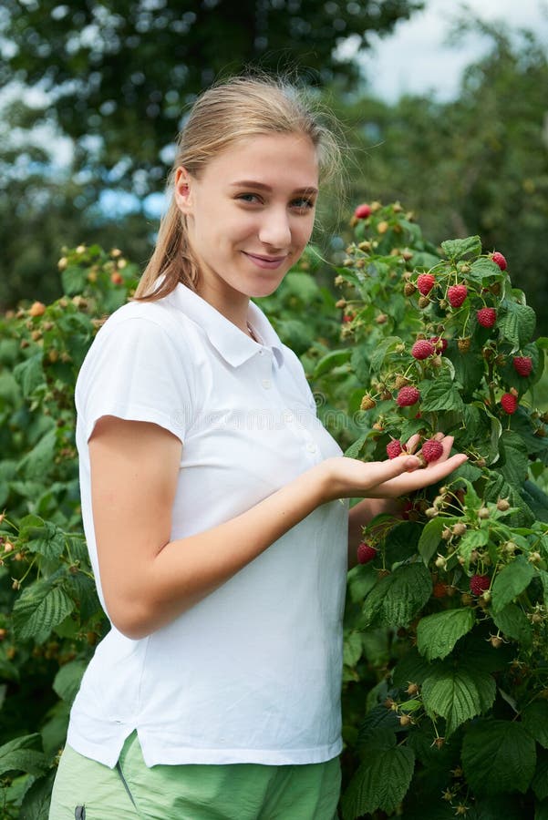 Young girl gardener in white T-shirt gather a harvest raspberry on summer day. Young girl gardener in white T-shirt gather a harvest raspberry on summer day