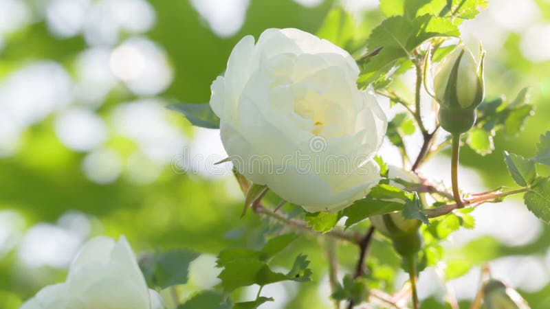 白色在灌木的石南木玫瑰色花