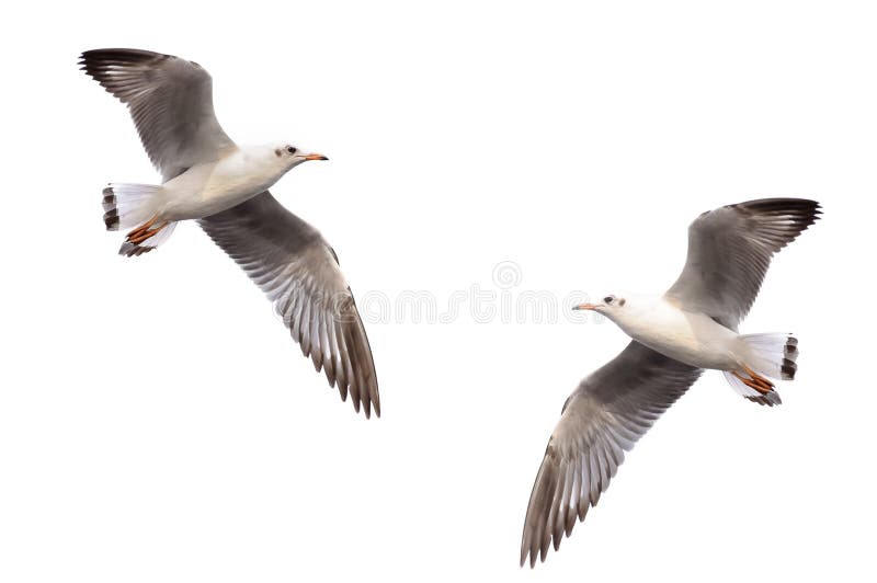 白色的海鸥翱翔 图库摄影