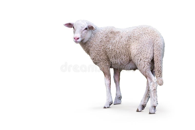 Young male sheep or lamb isolated on white background. Copy space. Young male sheep or lamb isolated on white background. Copy space.