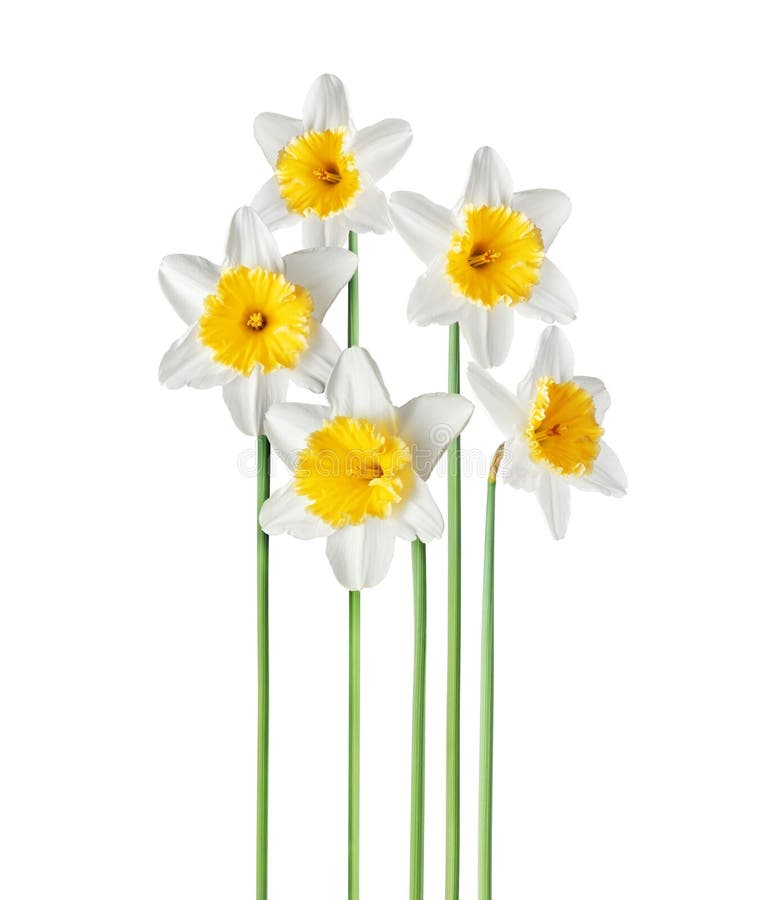 白色背景中突显的五个新鲜水仙花