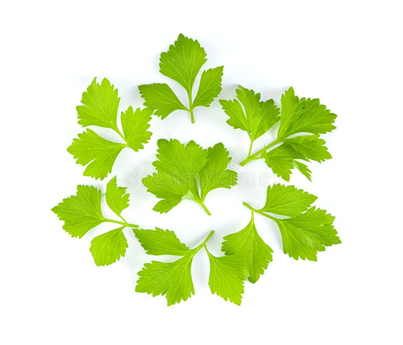 Fresh celery leaf isolated on white background. top view. Fresh celery leaf isolated on white background. top view