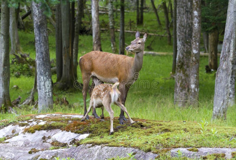 Fawn drink milk from a doe. Fawn drink milk from a doe