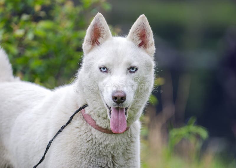 Female white Siberian Husky sled dog with blue eyes. Walton County Animal Control Shelter photography, humane society outdoor pet photography, Monroe, Georgia, USA. Female white Siberian Husky sled dog with blue eyes. Walton County Animal Control Shelter photography, humane society outdoor pet photography, Monroe, Georgia, USA