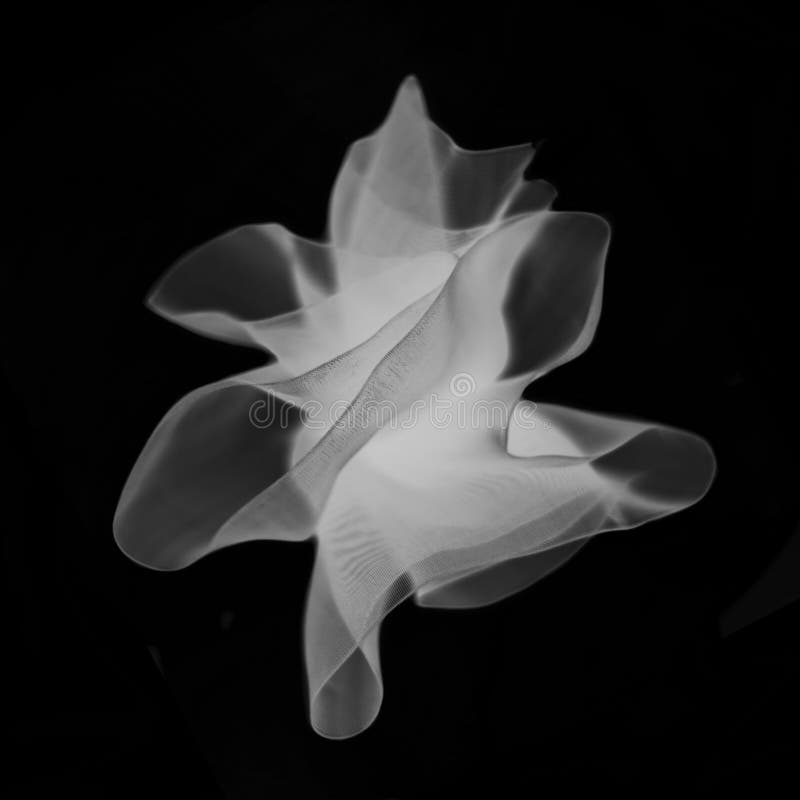 White transparent nylon bow  on a black background. White transparent nylon bow  on a black background