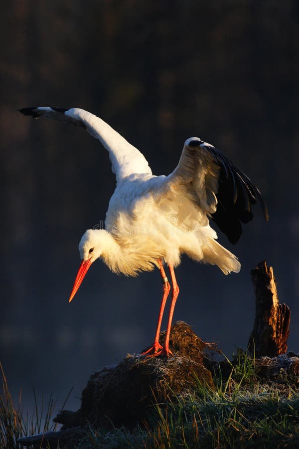 White stork, Ciconia ciconia, on the lake in spring. Stork with open wing. White stork in the nature habitat. Wildlife scene from nature. White stork, Ciconia ciconia, on the lake in spring. Stork with open wing. White stork in the nature habitat. Wildlife scene from nature.