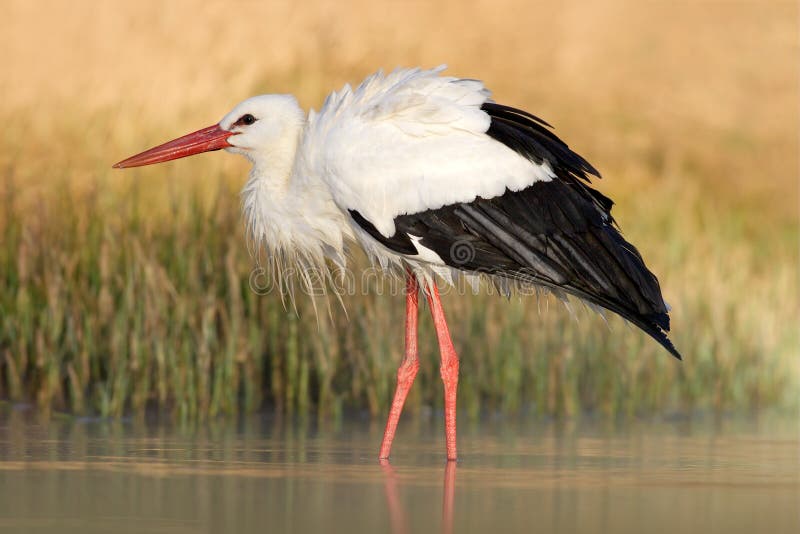 White stork, Ciconia ciconia, on the lake in spring. Stork with open wing. White stork in the nature habitat. Wildlife scene from nature. White stork, Ciconia ciconia, on the lake in spring. Stork with open wing. White stork in the nature habitat. Wildlife scene from nature.